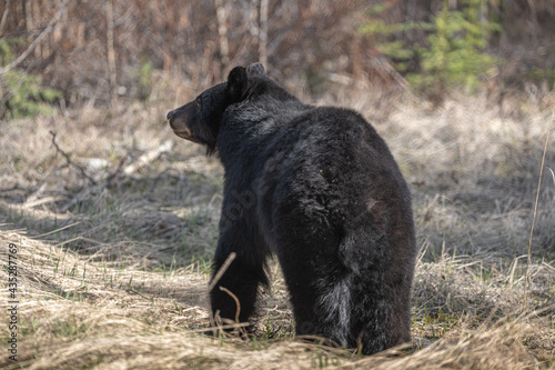 Side behind shot of a wild black bear in spring time environment after coming out of hibernation in northern Canada. 