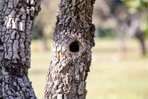 Hole in the tree trunk with rustic texture