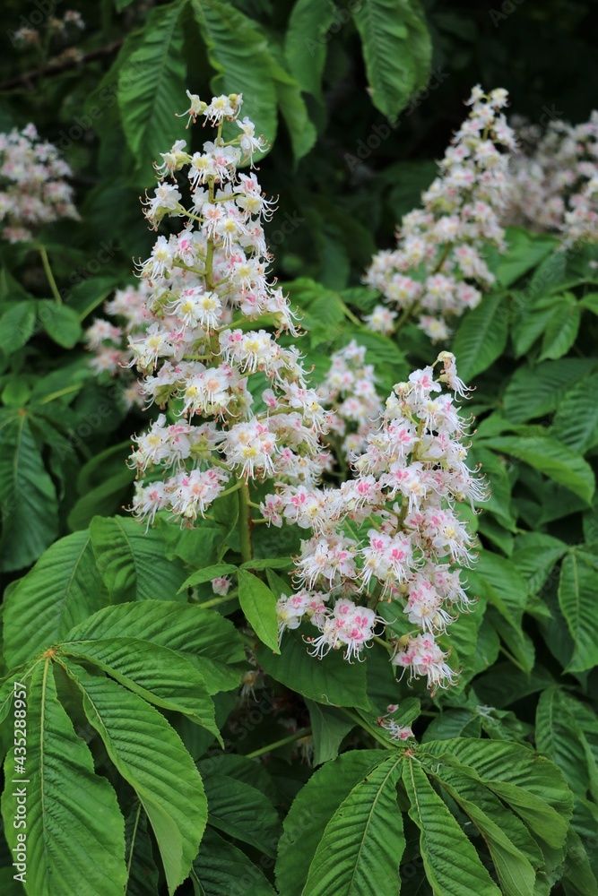 White flowers of the common horse chestnut in spring White flowers of the common horse chestnut in spring