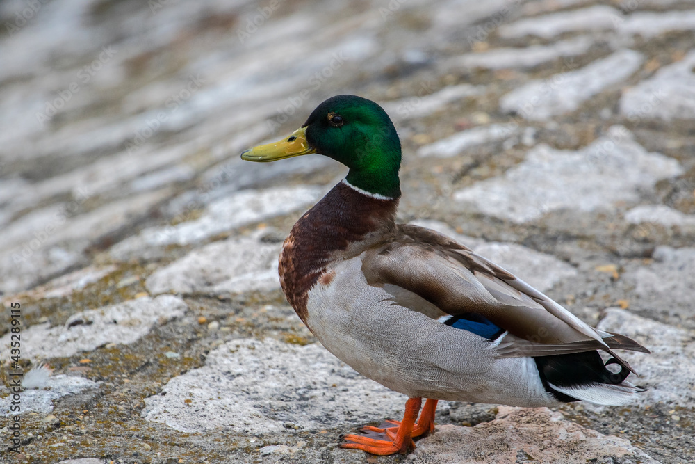 Close-up of colourful mallard duck isolated on white patterned background Close-up of colourful mallard duck isolated on white patterned background