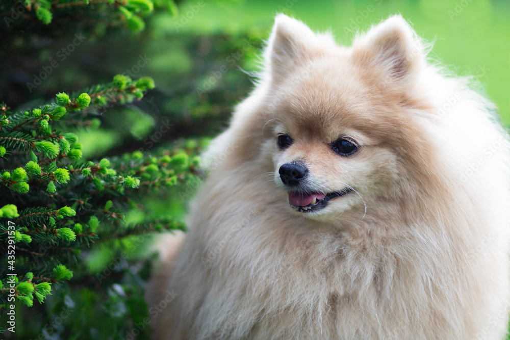 Portrait of a Small Light German Spitz on a natural background. A beautiful, fluffy, funny pet.