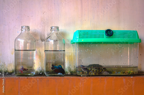 Two betta fish in a bottle and a turtle in a green cage are placed on the side of the wall where the paint is already dull photo