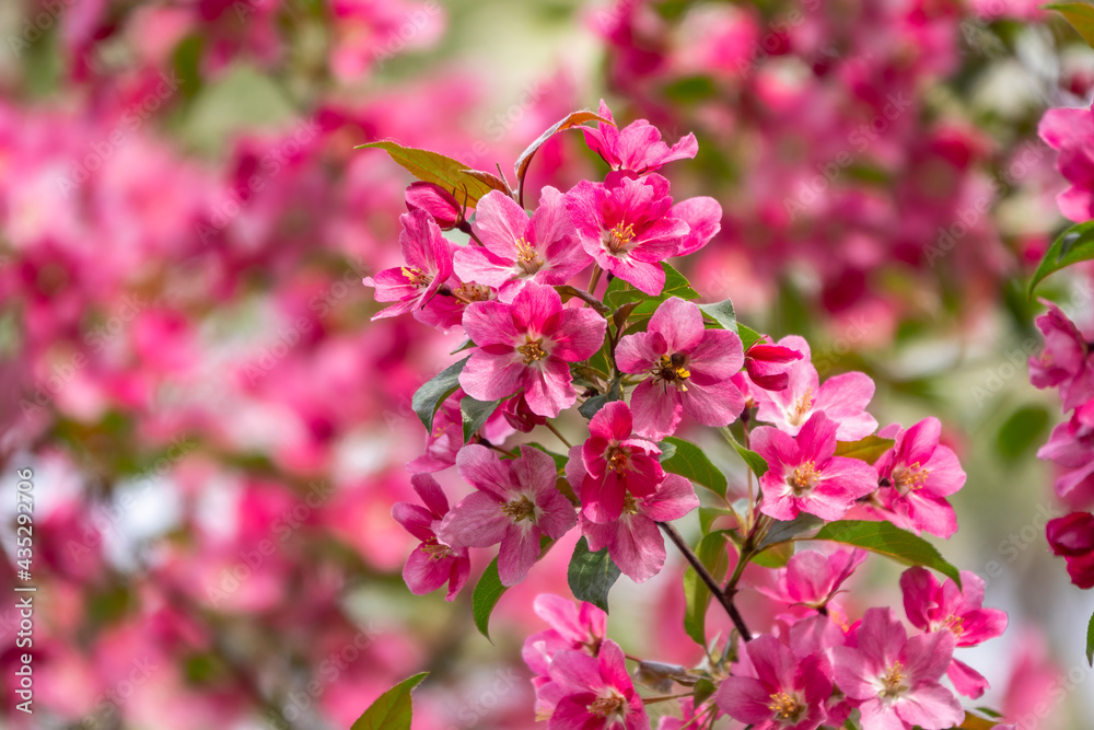 Fresh pink flowers of a blossoming apple tree with blured background Fresh pink flowers of a blossoming apple tree with blured background