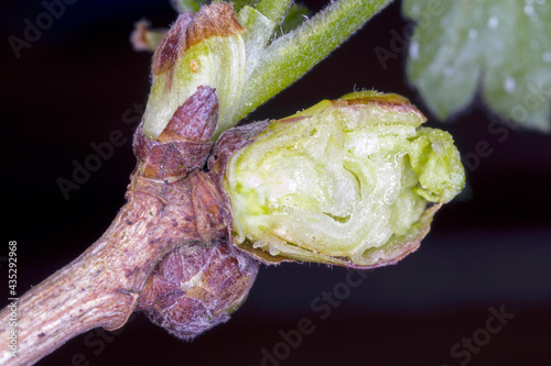 blackcurrant gall or big bud mite (Cecidophyopsis ribis, syn. Cecidiophyes ribis, Eriophyes ribip, Phytoptus ribis) is a dangerous pest of currants. Enlarged cut buds on currant. photo