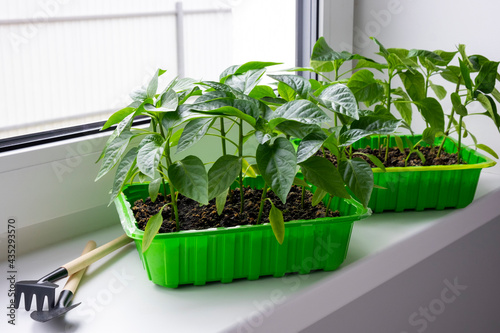 Young bell pepper seedlings in green container on window sill with gardening tools. Growing vegetables bell pepper sprouts from seeds at home. Domestic organic farming.
