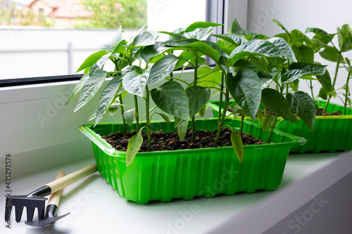 Young chili pepper seedlings in green container on window sill with garde equipment. Growing vegetables bell pepper sprouts from seeds at home. Home organic farming.