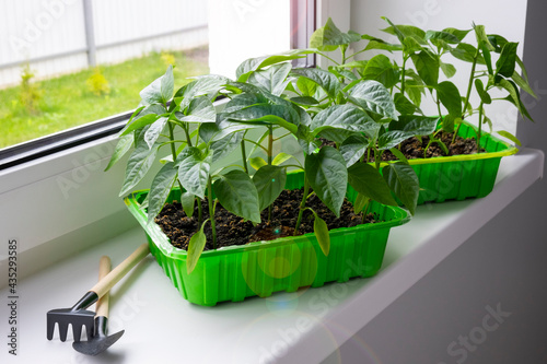 Young pepper seedlings in green container on window sill with garden tools. Growing vegetables bell pepper sprouts from seeds at home. Domestic organic farming.