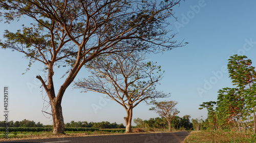 tree in the field