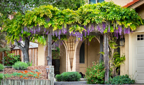 A colorful blooming Wisteria plant with purple flowers grows on a trellis in California. 