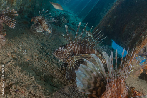 Lionfish in the Red Sea colorful fish  Eilat Israel 
