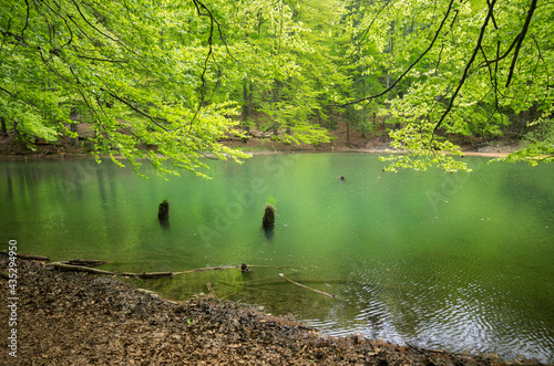 Fototapeta Naklejka Na Ścianę i Meble -  lake in the forest