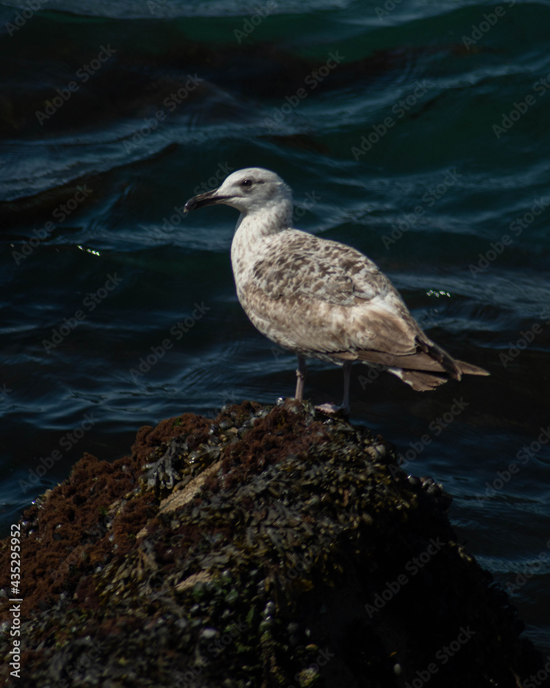 Fototapeta premium seagull on the beach