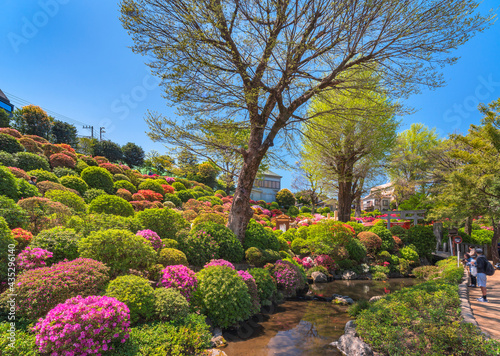 Tourists sightseeing the azalea festival or tsutsuji matsuri of the Japanese Shintoist Nezu shrine adorned with blooming rhododendron flowers on a slope and a river.