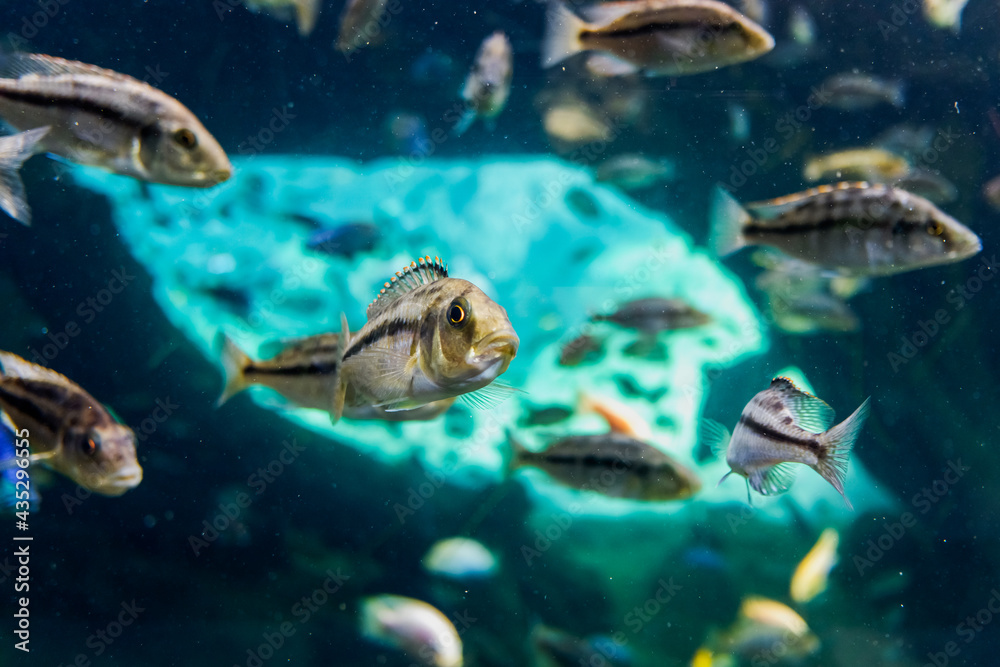 Fototapeta premium Interior of a large aquarium with hundreds of tropical fish.