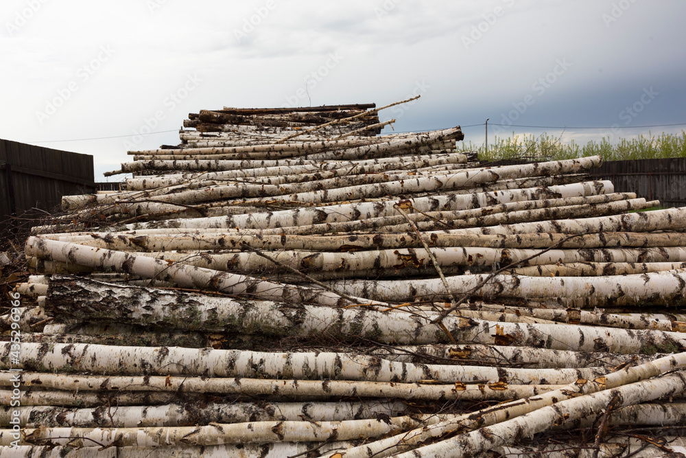 Deforestation, forest destruction. Timber harvesting. Pile, stack of many sawn logs of pine and Birch trees. Deforestation, forest destruction. Timber harvesting. Pile, stack of many sawn logs of pine and Birch trees.