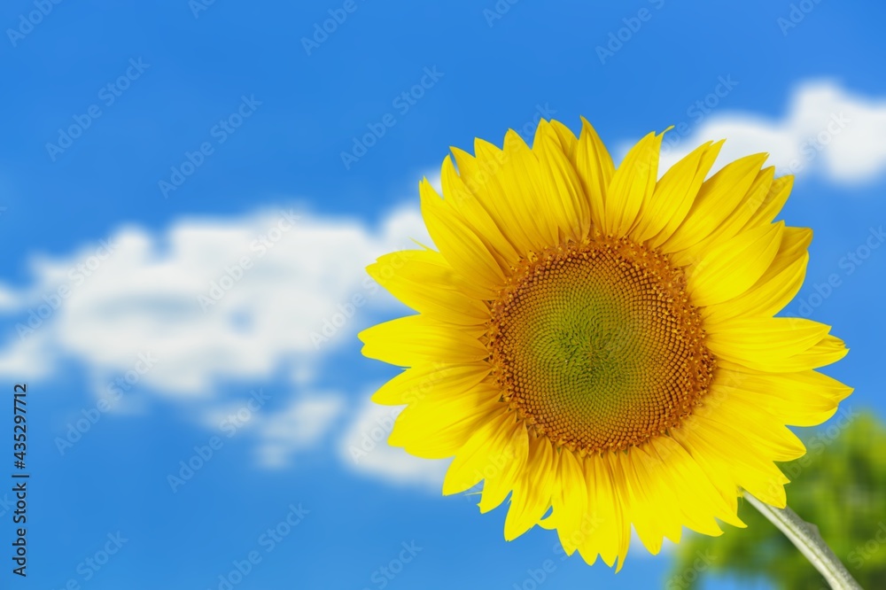 Sunflower. Sunflower.