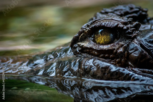 Eye of a crocodile over the water