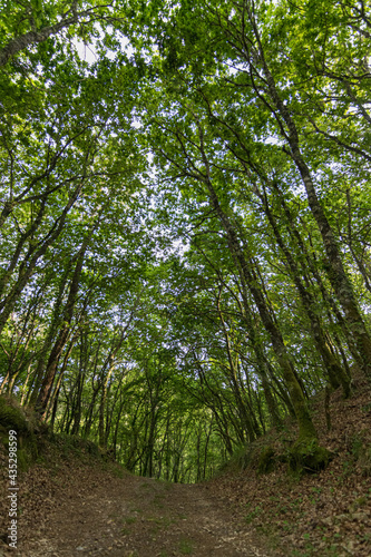 Forest trail in spring with trees and lush vegetation