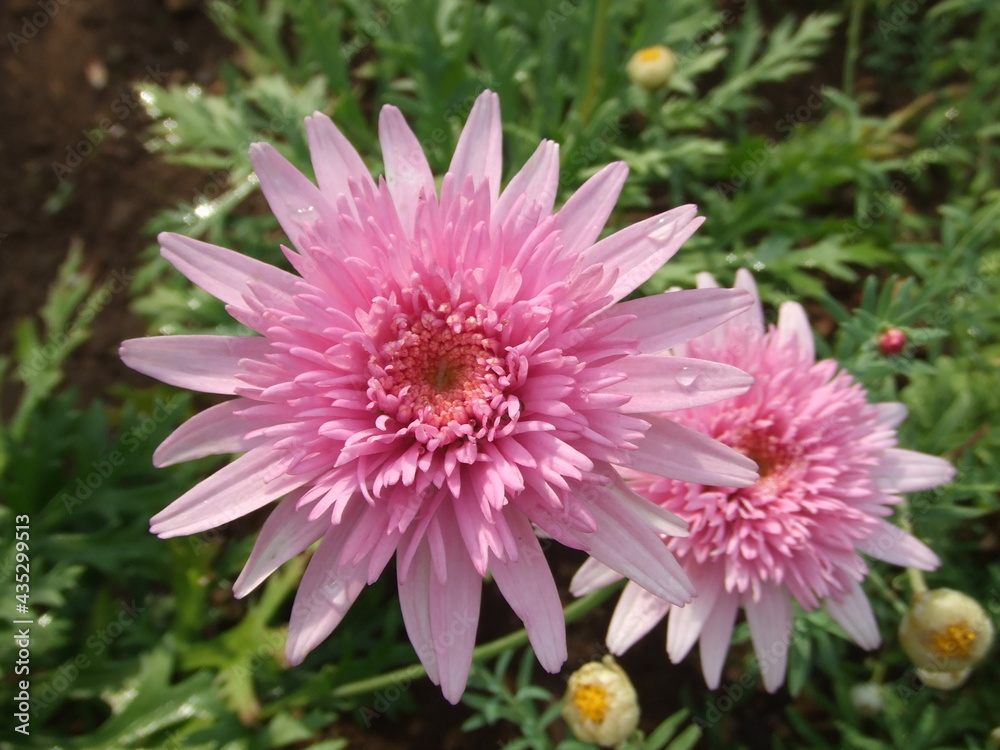 Obraz premium 日本の栃木県にある足利フラワーパークで見たピンクの菊