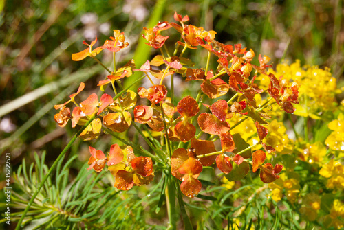 Cypress Spurge with dewdrops on reddened bracts