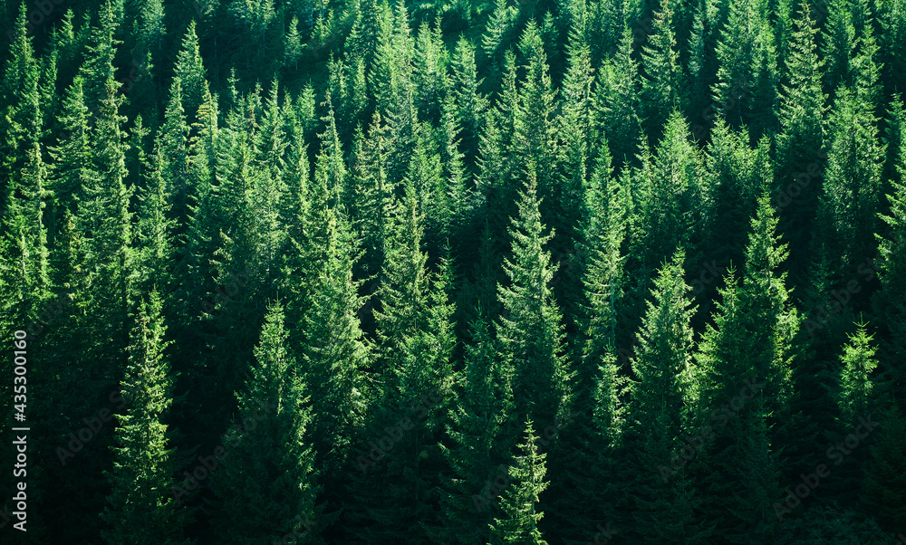 Fototapeta premium Mountains with forests. Carpathian Mountains