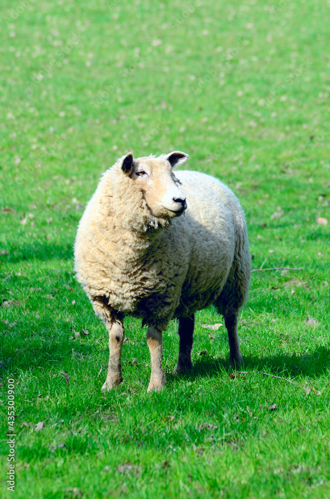Sheep pasture on the green field. Single sheep portrait. Single white sheep on the pasture. Sheep pasture on the green field. Single sheep portrait. Single white sheep on the pasture.