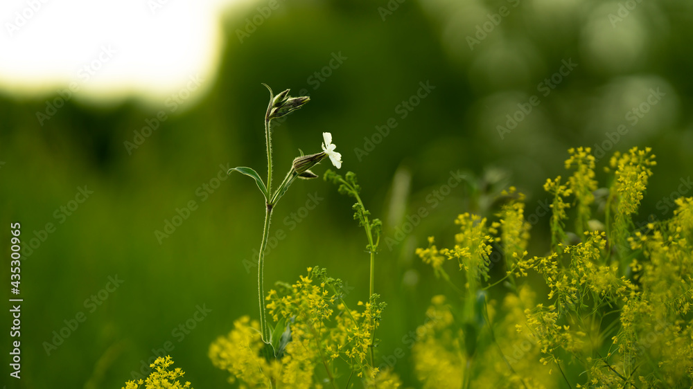 Young chestnut leaves with blossom against Young chestnut leaves with blossom against