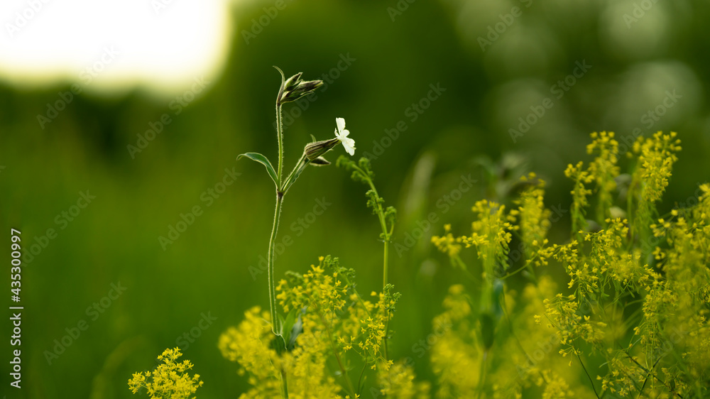 Young chestnut leaves with blossom against Young chestnut leaves with blossom against
