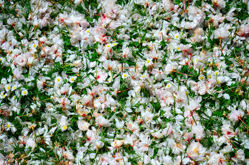 cherry blossom petals on the grass with flowers, floral romantic texture