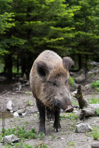 wild dirty boar in forest