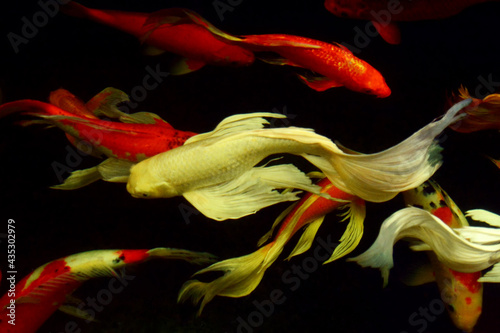 koi carps fish float swimming in the pond  view from above