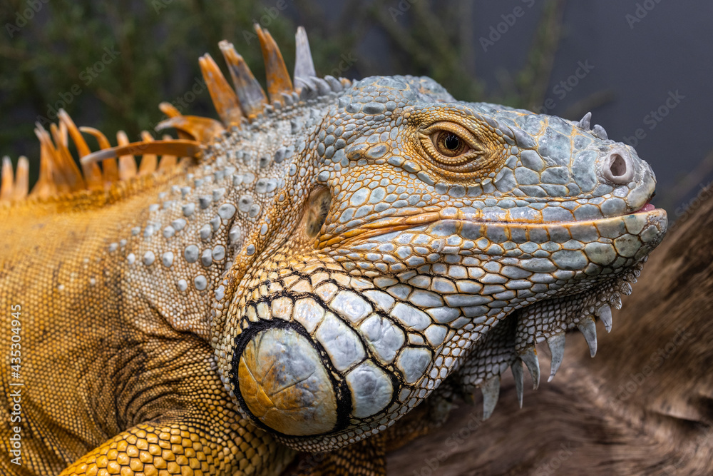 Captive Green or Common Iguana Captive Green or Common Iguana