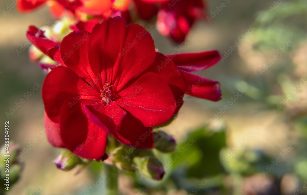 Macro close up of red geranium bloom under sunlight