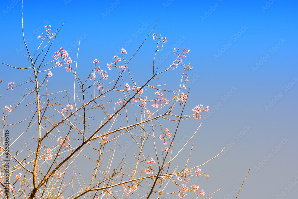 Pink flowers in blue sky