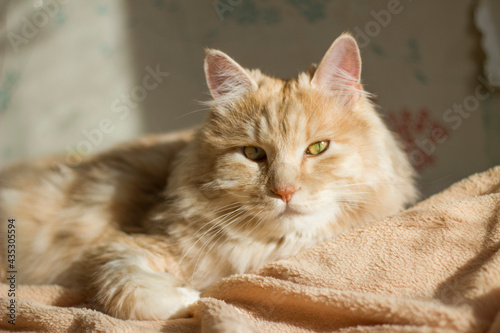 Wallpaper Mural portrait of a cat with eyes Torontodigital.ca