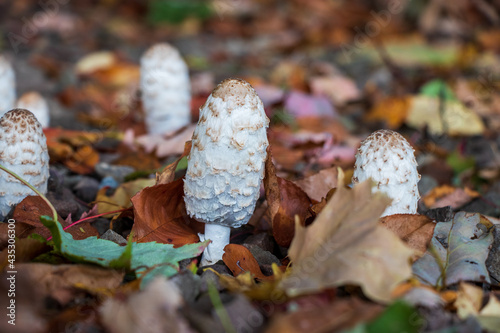 Shaggy Ink Cap Mushroom (Coprinus comatus) photo