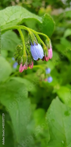 The Common Comfrey (Symphytum officinale) herb. Background. 