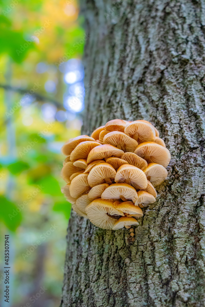 Velvet Shank / Wild Enoki Mushroom (Flammulina velutipes) Velvet Shank / Wild Enoki Mushroom (Flammulina velutipes)