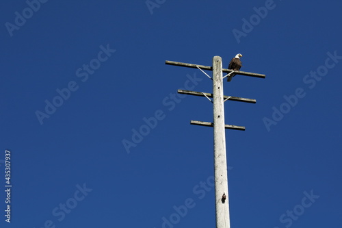 bold eagle on the pole 
