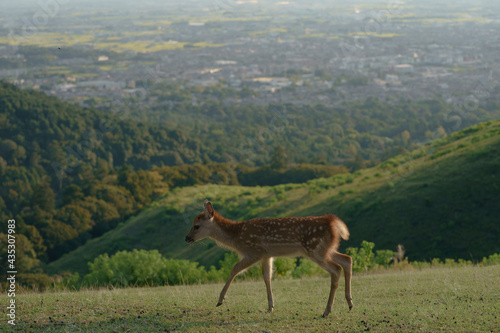 若草山の子鹿