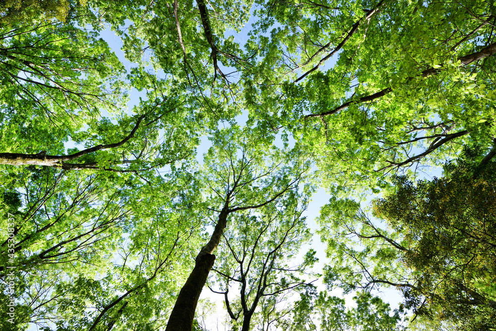 Obraz premium 新緑の雑木林