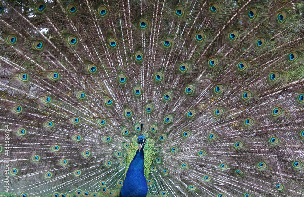 Naklejka premium peacock with feathers out