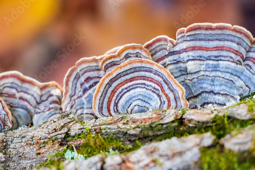 Turkey Tail Medicinal Mushroom (Trametes versicolor) photo