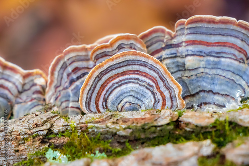 Turkey Tail Medicinal Mushroom (Trametes versicolor)