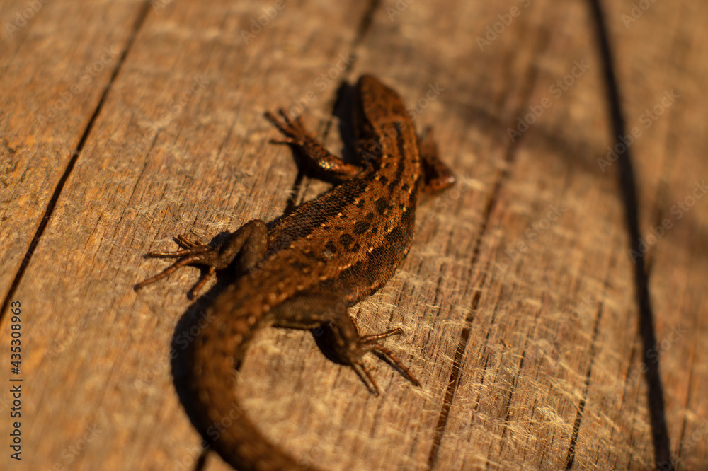 little lizard sunbathes on a log little lizard sunbathes on a log
