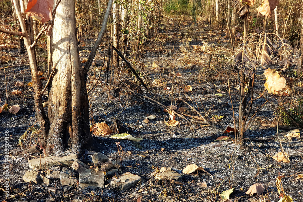 Obraz premium Bushfire after a forest fire Aftermath