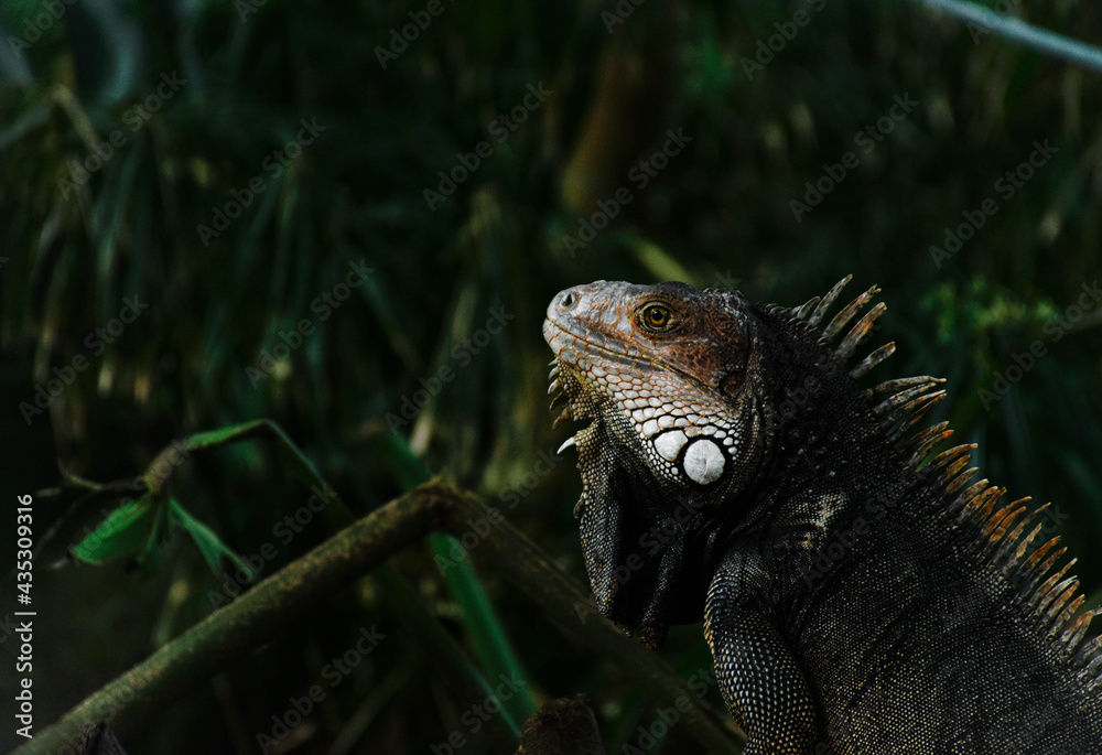 Obraz premium iguana in the zoo