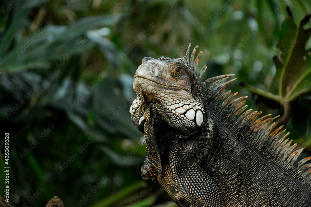 Obraz premium iguana in the zoo