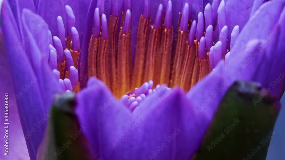4K time Lapse footage of blooming purple waterlily flower (Nymphaea tetragona) stamen and pistils, close up b roll shot side view.