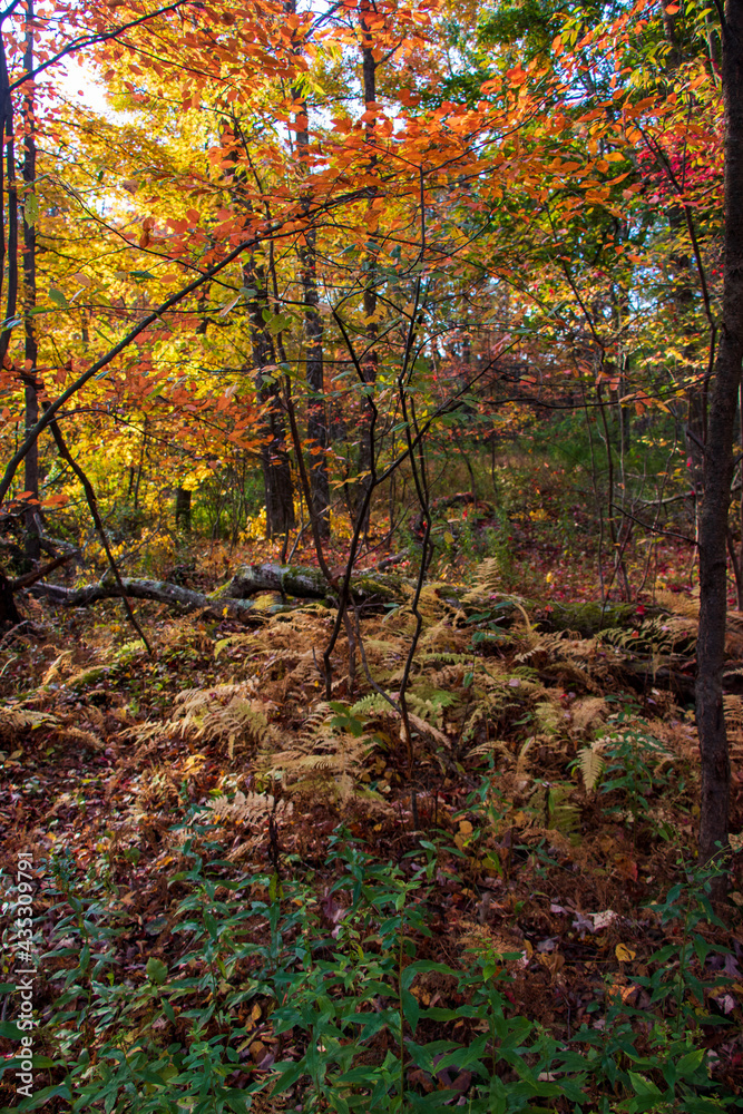 Autumn in the forest